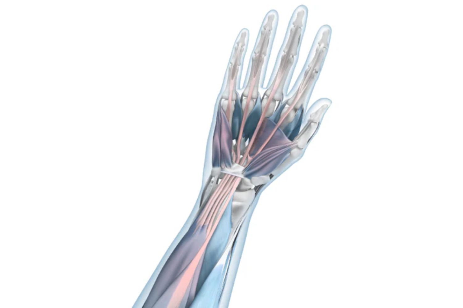 illustration of a hand with see-through skin. The upper forearm muscle, which connects to upper hand and finger muscles, is red, indicating mouse arm irritation