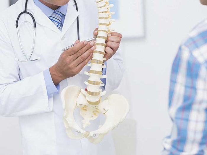 Doctor showing student apparatus of spine