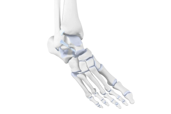 illustration of the skeletal ankle depicting supination trauma