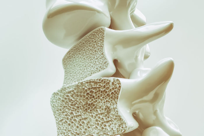Close-up of a porous vertebra, as happens in Osteoporosis cases