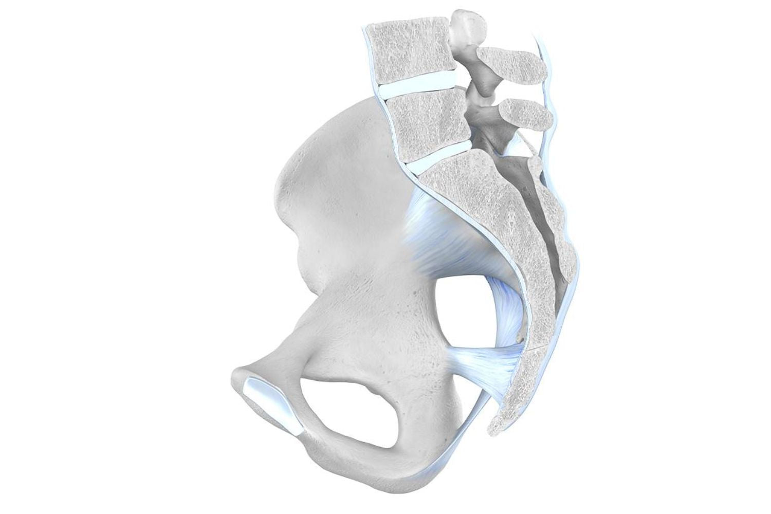 illustration of the pelvis with the sciatic and lumbar spine