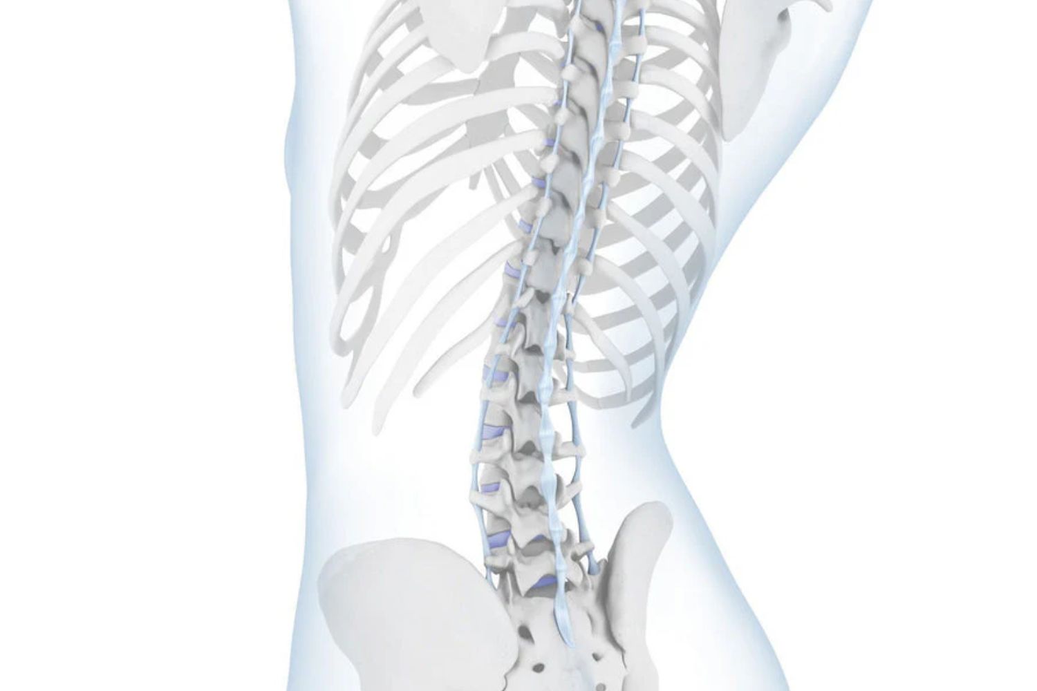 Illustration of the spine. The curve of the lower back is exaggerated inward, indicating hyperlordosis