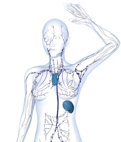 Body diagram highlighting the lymphatic system