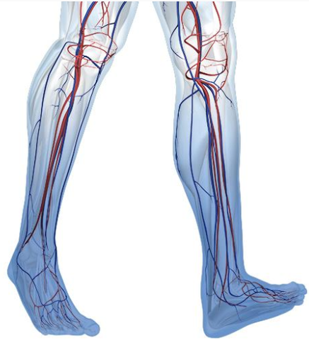 Diagram of the legs highlighting the vascular system