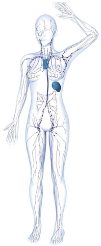 Diagram of the body highlighting the lymphatic system