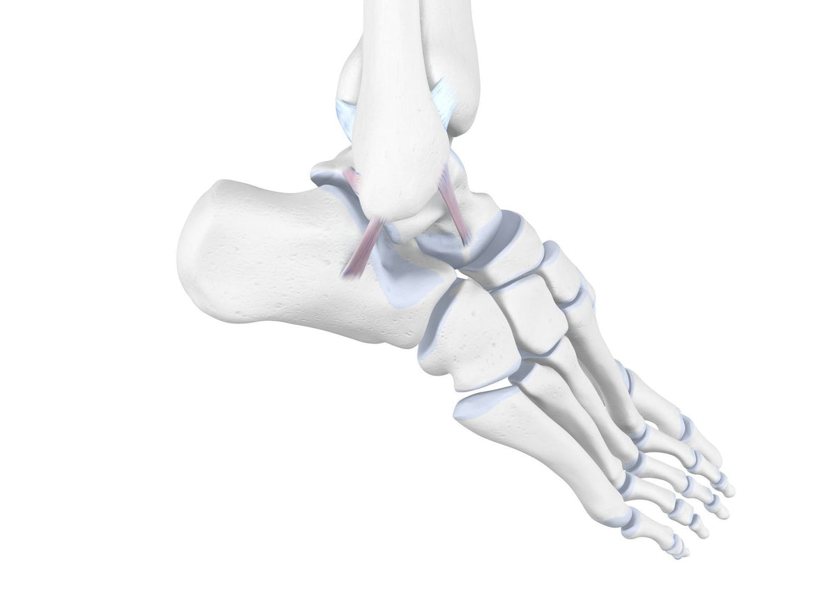 Extension Of Ankle Ligaments