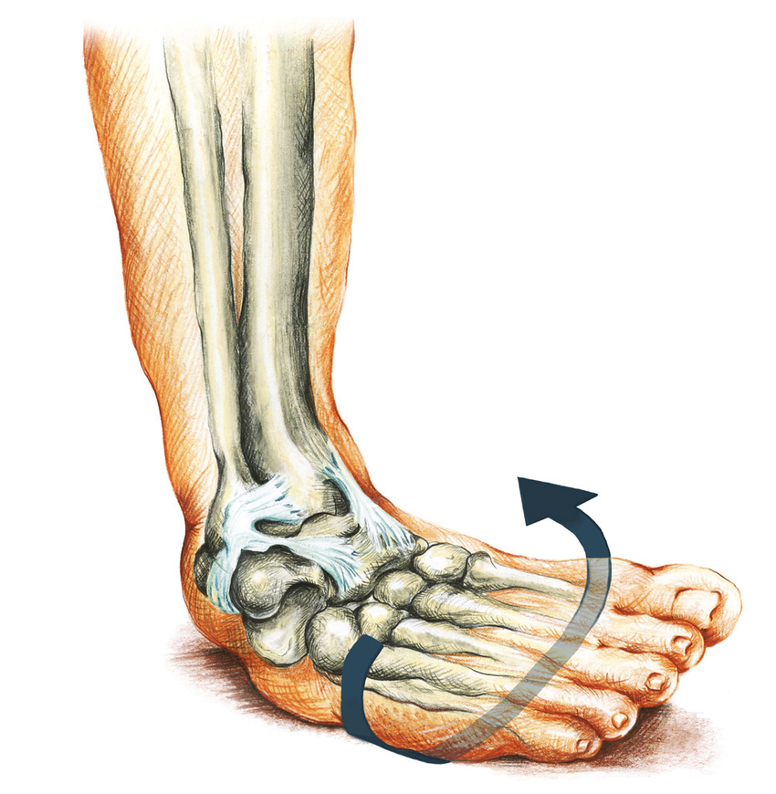 Ankle Supination