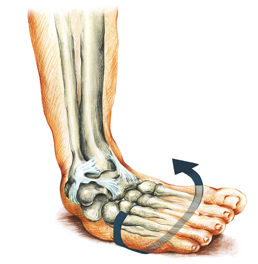 Supination Trauma: Rolling your Ankle