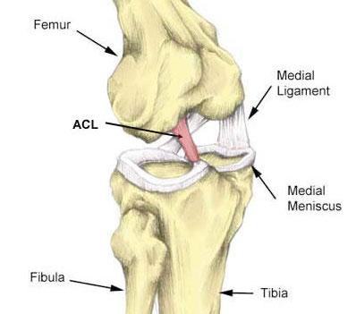 Skeletal diagram of knee triad 
